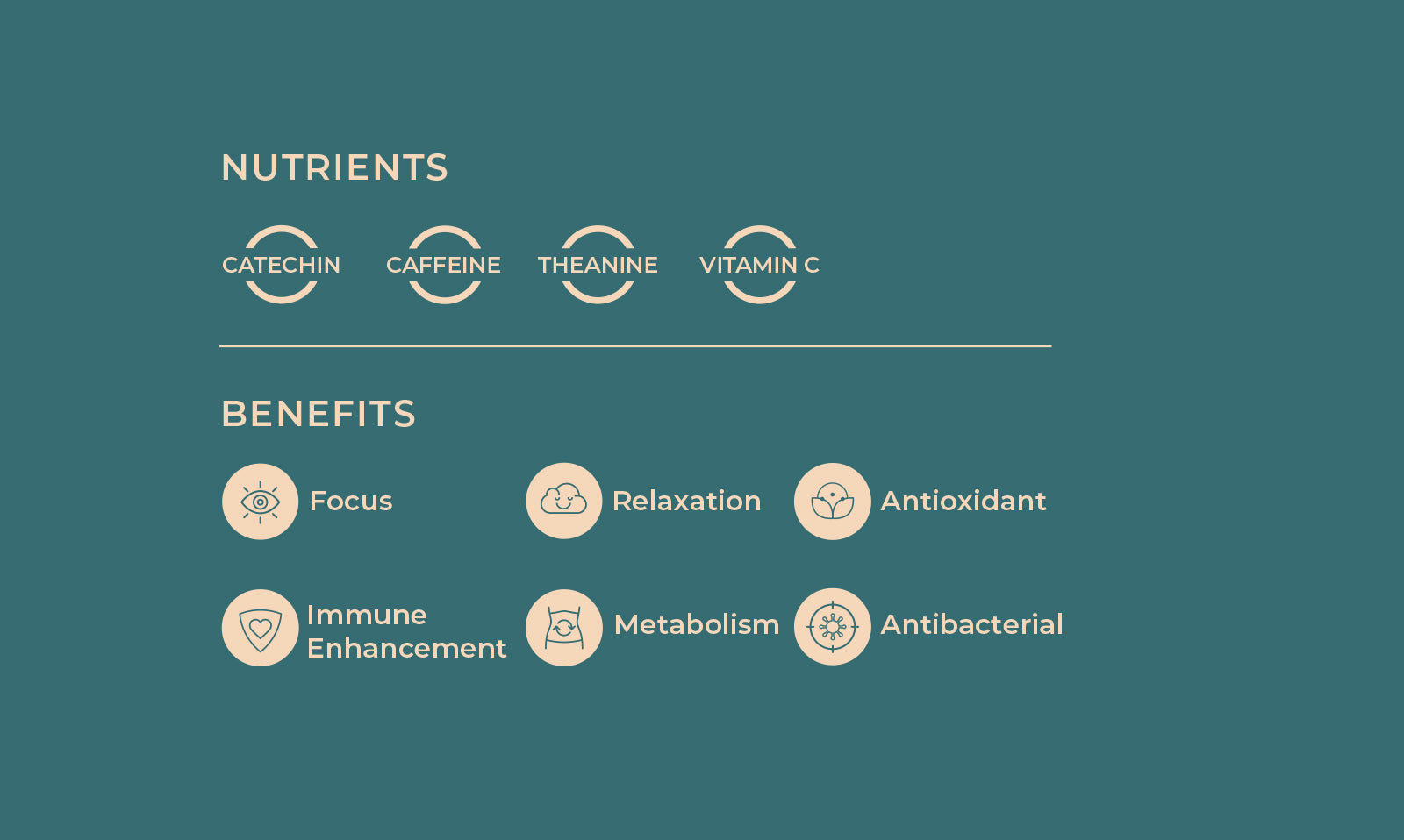 Hojicha Nutrients Catechin Cafeine Theanine Vitamin CHojicha Benefits Focus Relaxation Antioxidant Immune Enhancement Metabolism Antibacterial